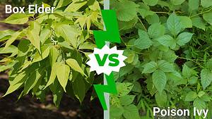 Box Elder vs. Poison Ivy: How to Tell Them Apart and Stay Safe Outdoors Picture