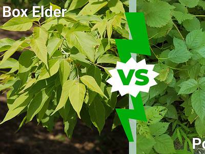 A Box Elder vs. Poison Ivy: How to Tell Them Apart and Stay Safe Outdoors