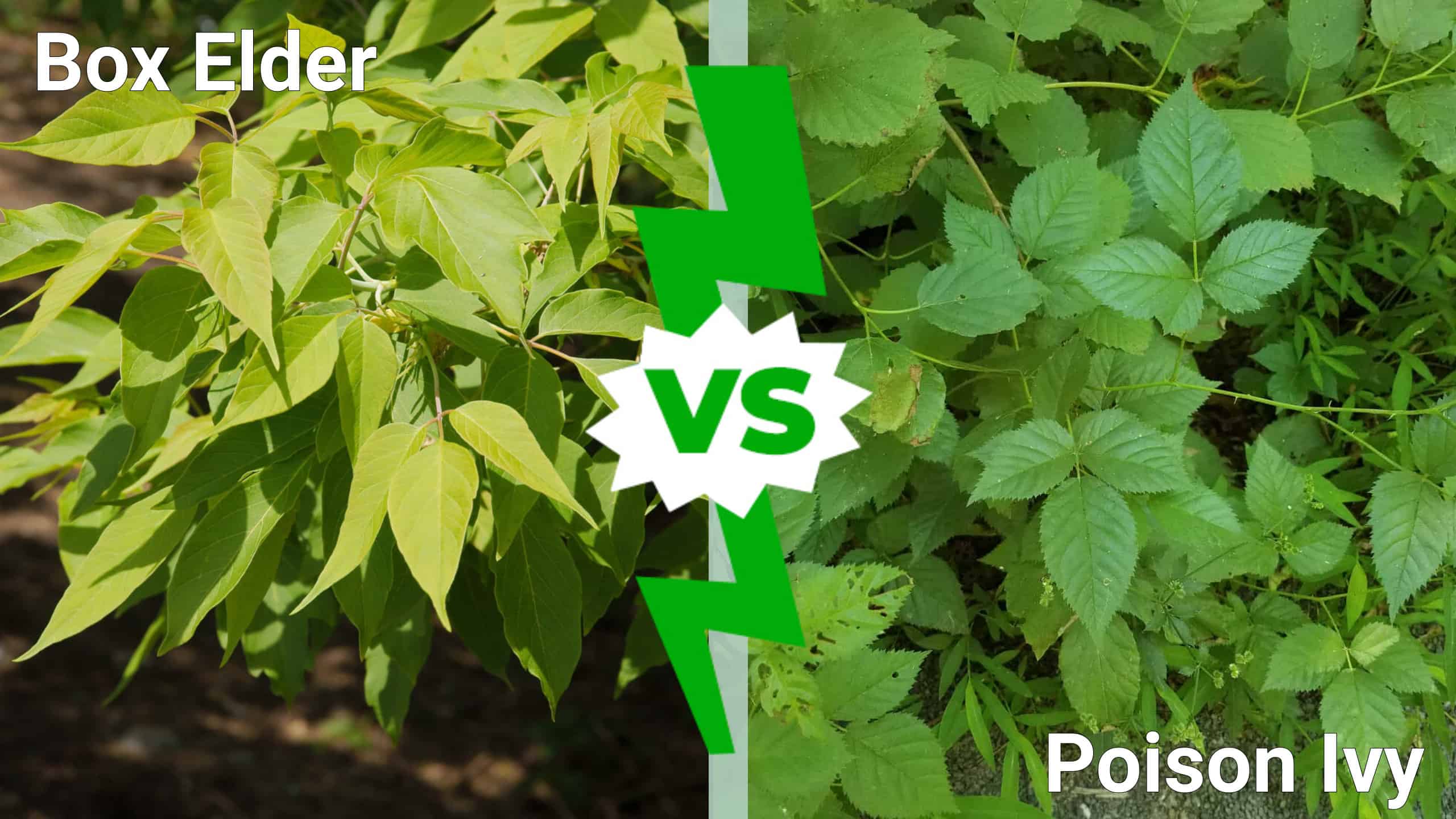 Box Elder vs. Poison Ivy