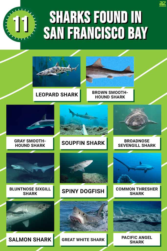 Infographic for the 11 Sharks found in San Francisco Bay