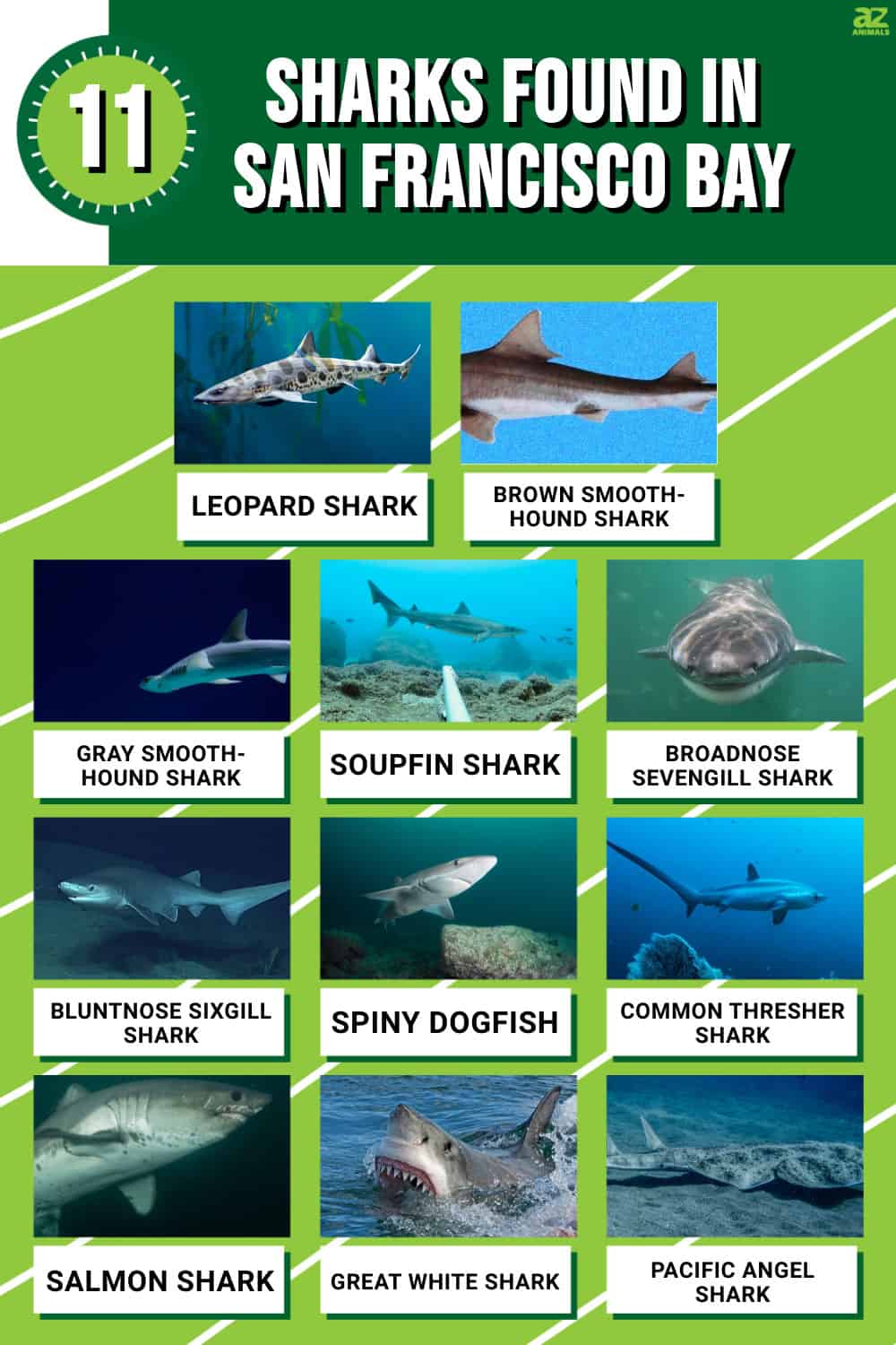 Discover the 11 Sharks Found in San Francisco Bay AZ Animals
