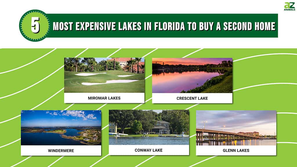Infographic for the 5 Most Expensive Lakes in Florida to buy a second home.