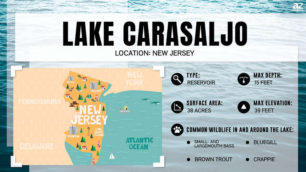 Lake infographic for Lake Carasaljo, the oldest artificial lake in New Jersey