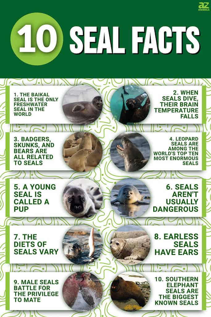 Fun Facts About Seals  SEA LIFE Sunshine Coast