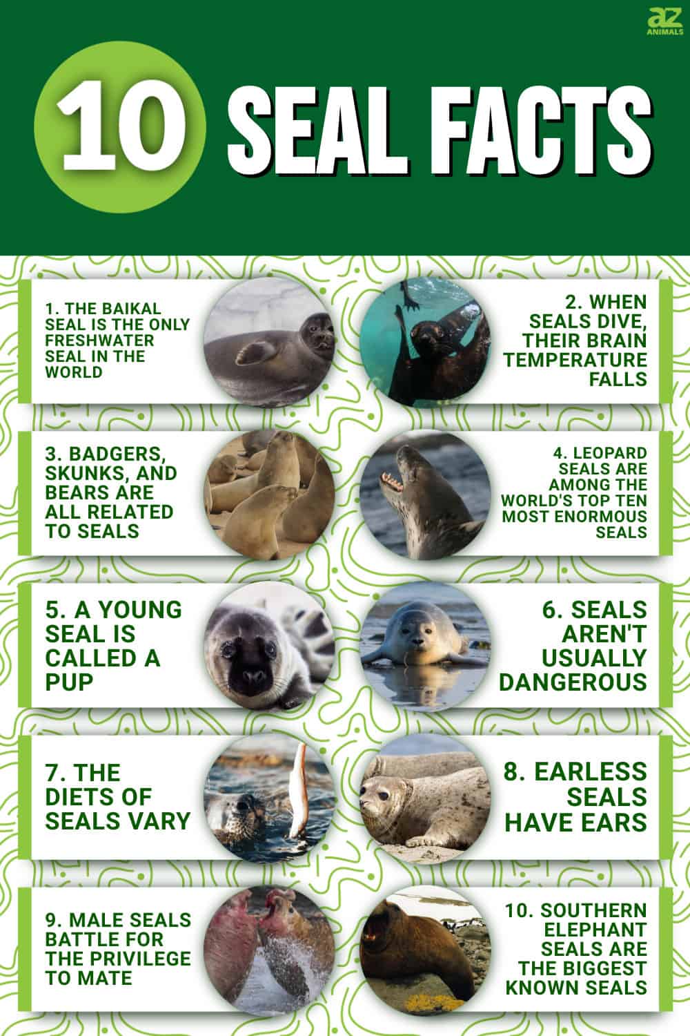 10 Incredible Seal Facts - A-Z Animals