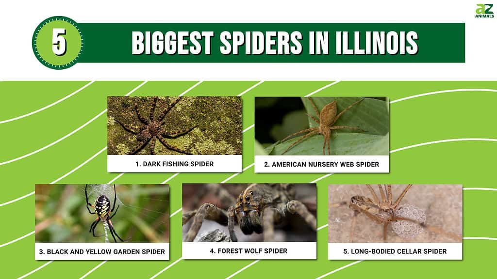 5 Biggest Spiders in Illinois