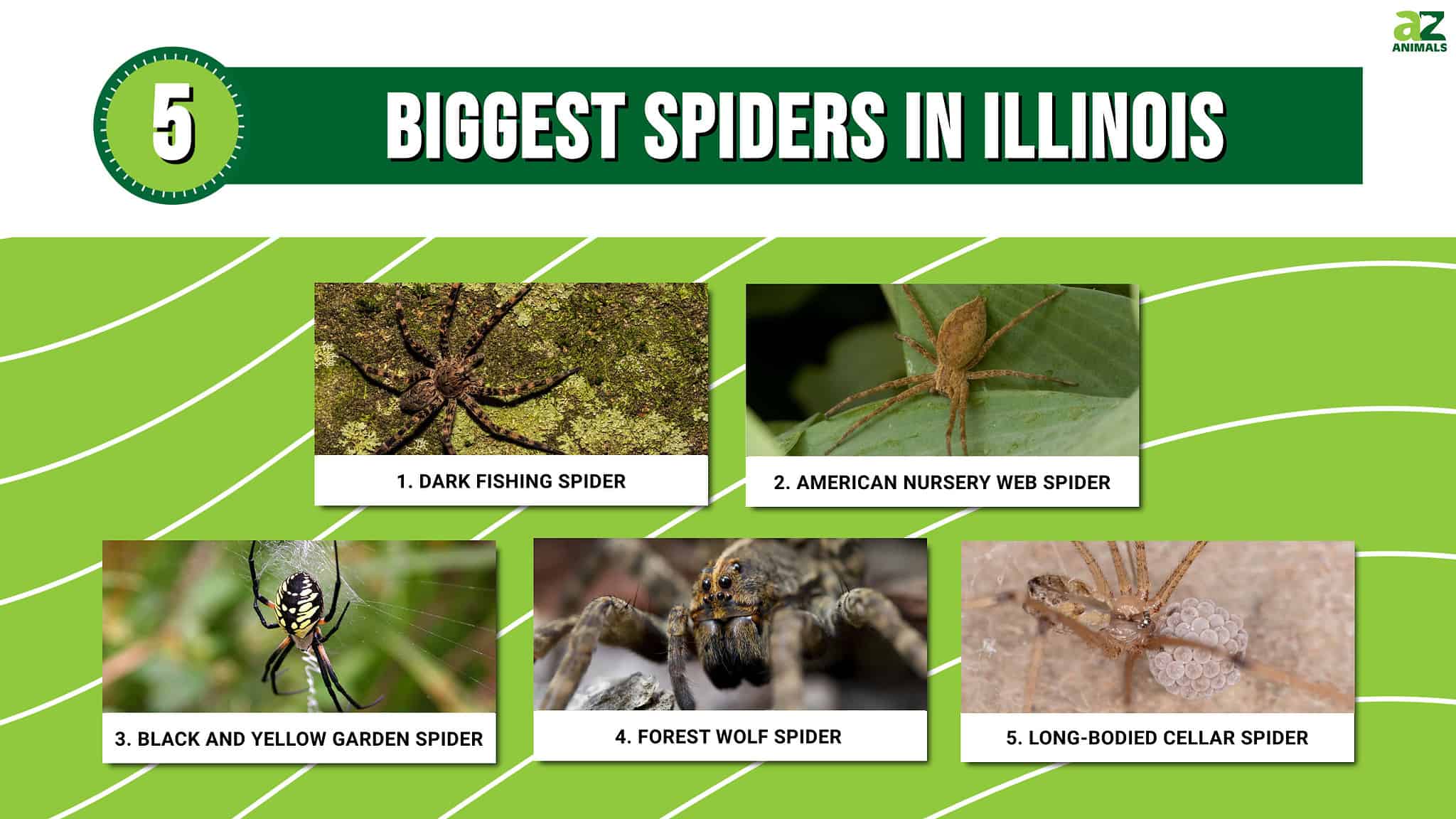 5 of the Biggest Spiders in Illinois - A-Z Animals