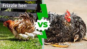 Frizzle Hen vs. Rooster: What Are The Differences? Picture