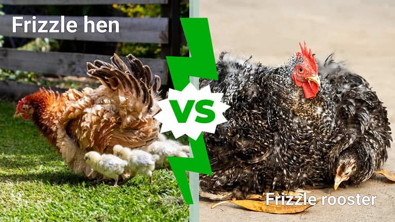 Frizzle hen vs Frizzle rooster