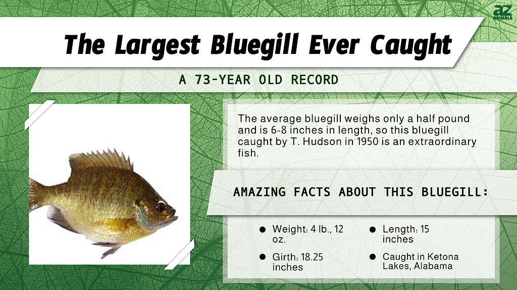 "Largest" infographic for the largest bluegill ever caught.