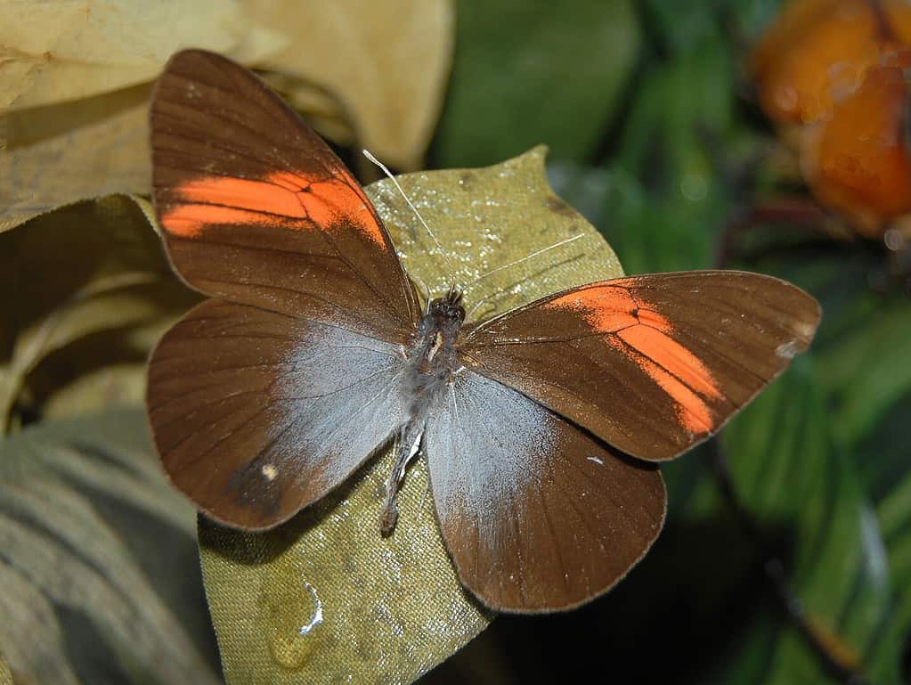Picture of red-banded pereute butterfly.