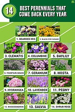 The 14 Best Perennial Plants That Come Back Every Year - A-Z Animals