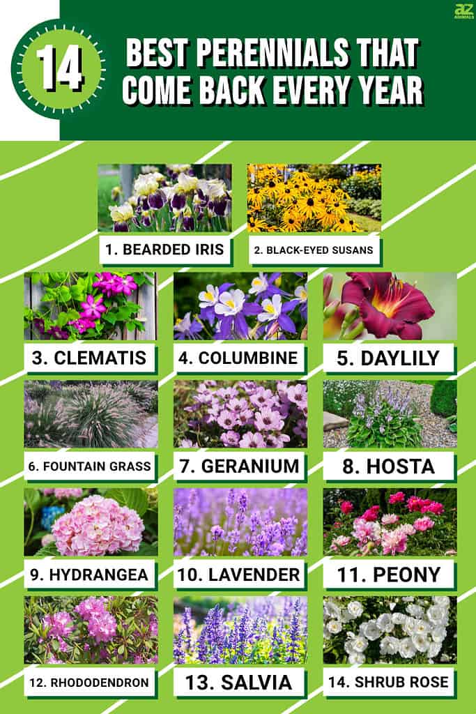 Infographic of 14 Best Perennials That Come Back Every Year