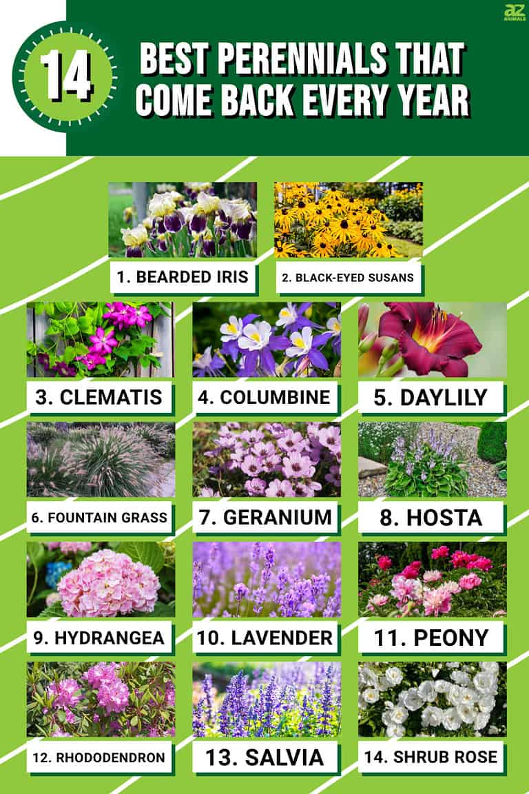 The 14 Best Perennial Plants That Come Back Every Year - A-Z Animals