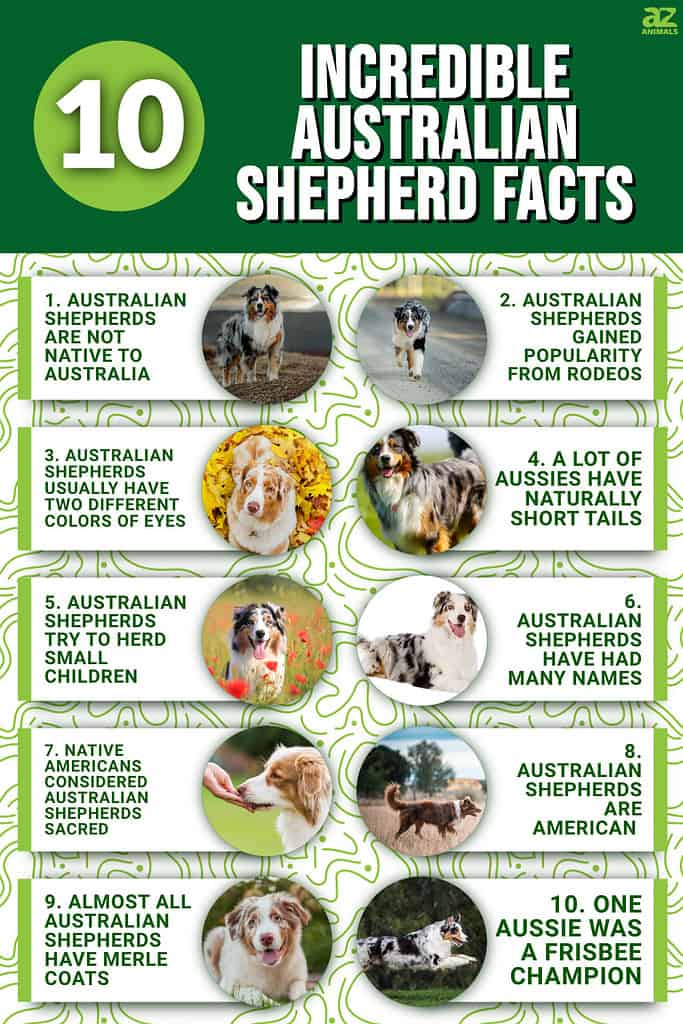 Australian Shepherd Dog Breed Facts & Information