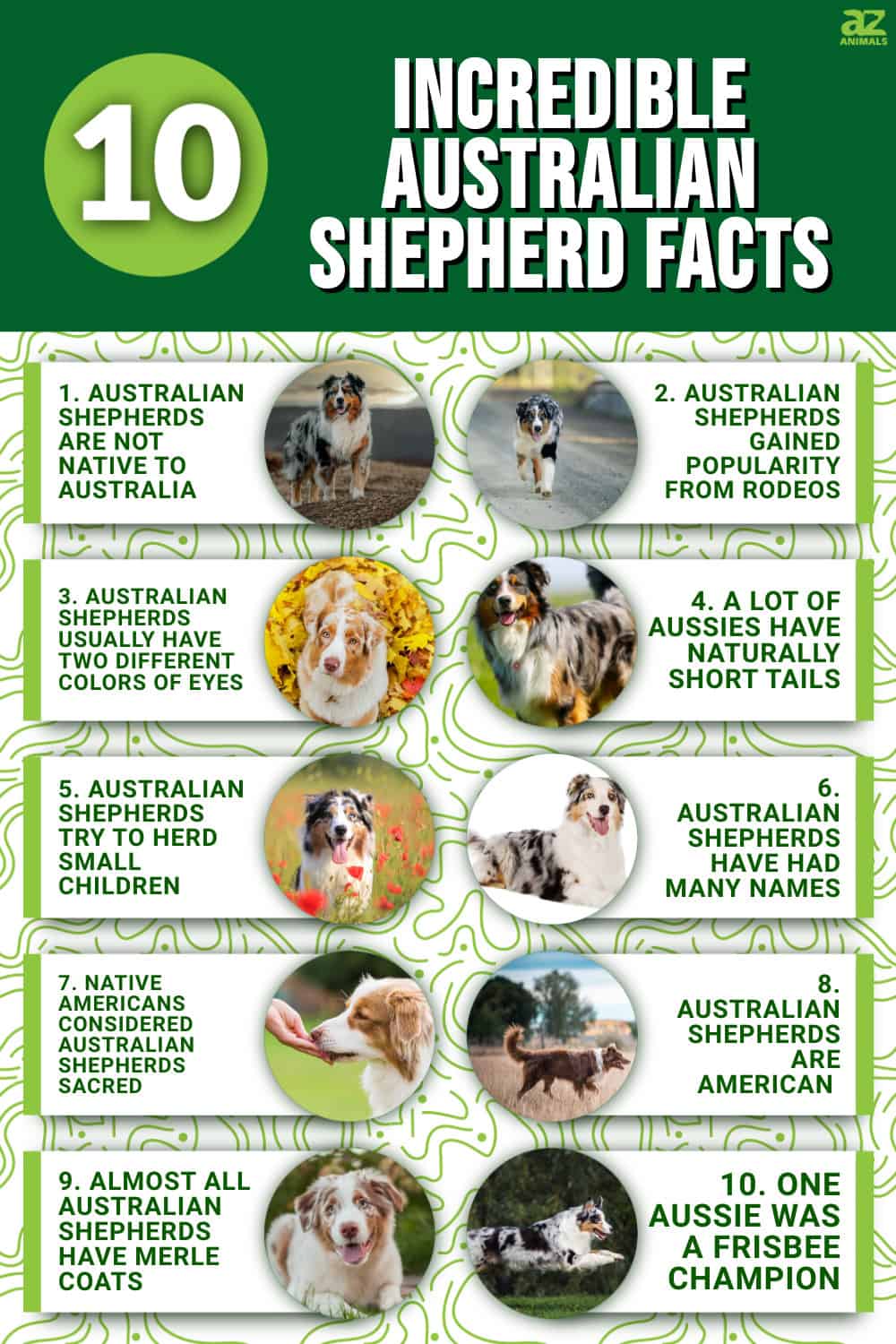 10 interesting facts about australian shepherds