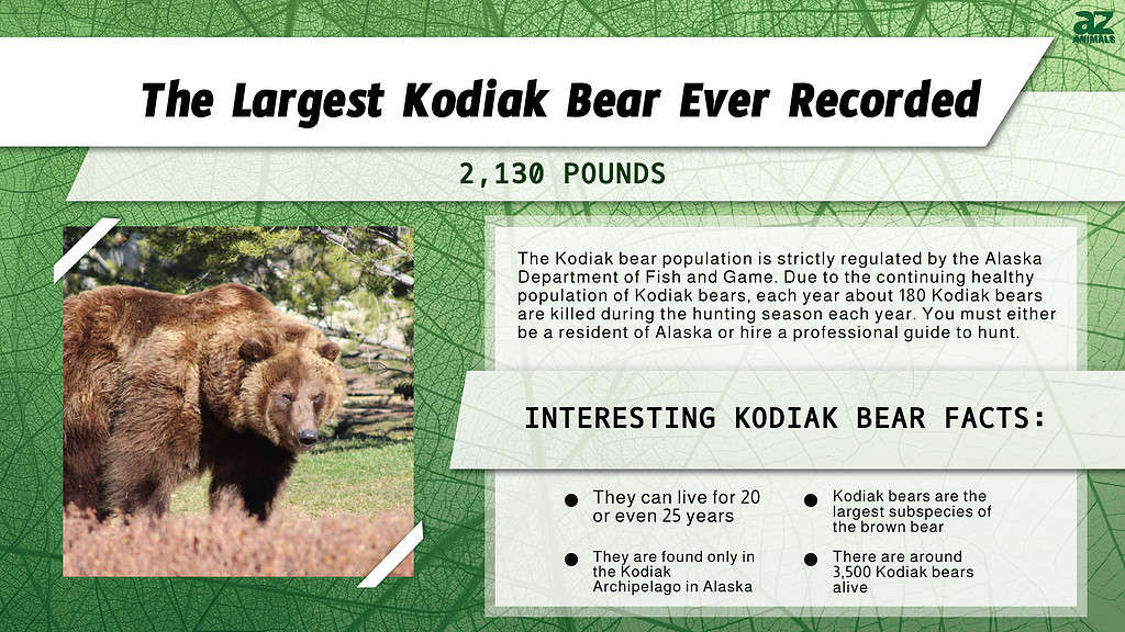 World Record Kodiak Bear Size