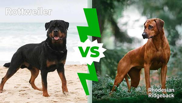 Rottweiler vs. Rhodesian Ridgeback: 8 Key Differences - A-Z Animals