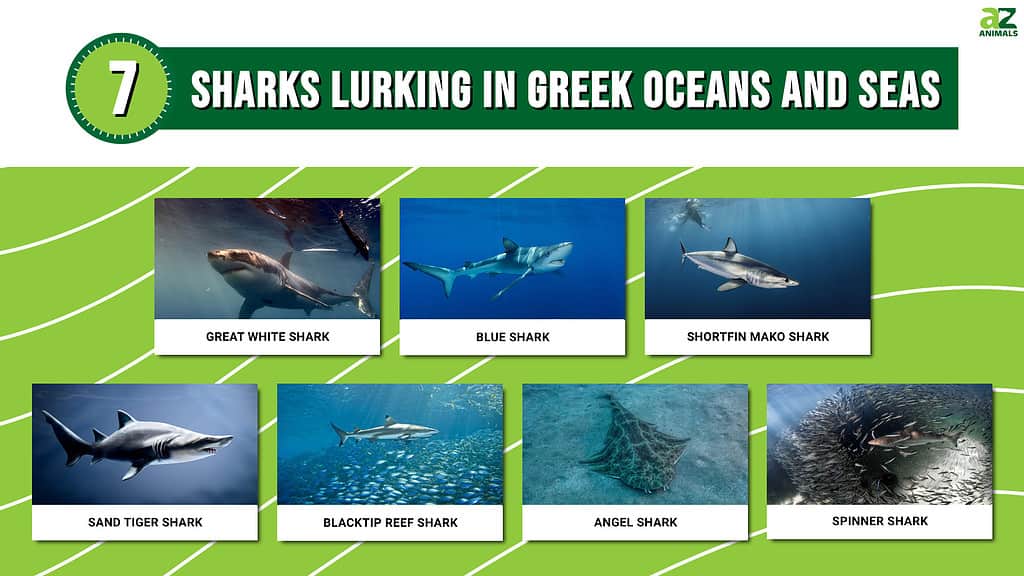 7 Sharks Lurking in Greek Oceans and Seas