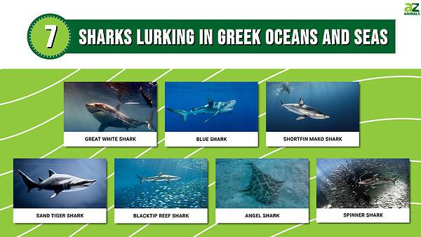 The 7 Sharks Lurking in Greek Oceans and Seas - A-Z Animals