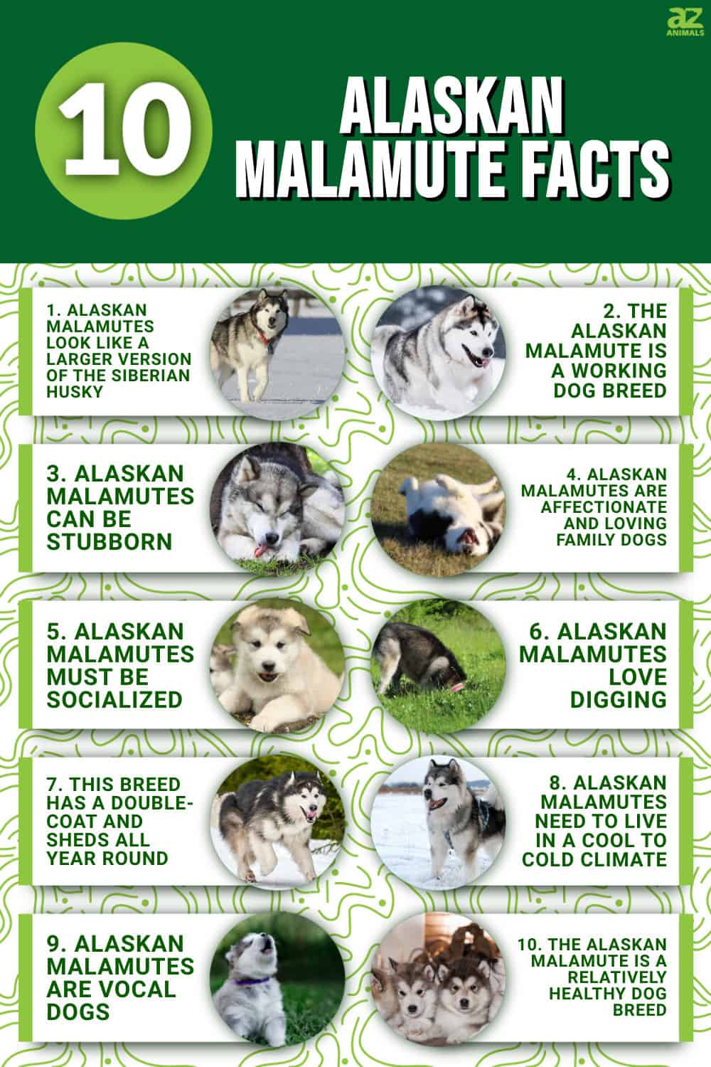 10 Incredible Alaskan Malamute Facts - A-z Animals