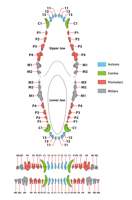 Canine Dental Chart: Decoding a Dog's Teeth