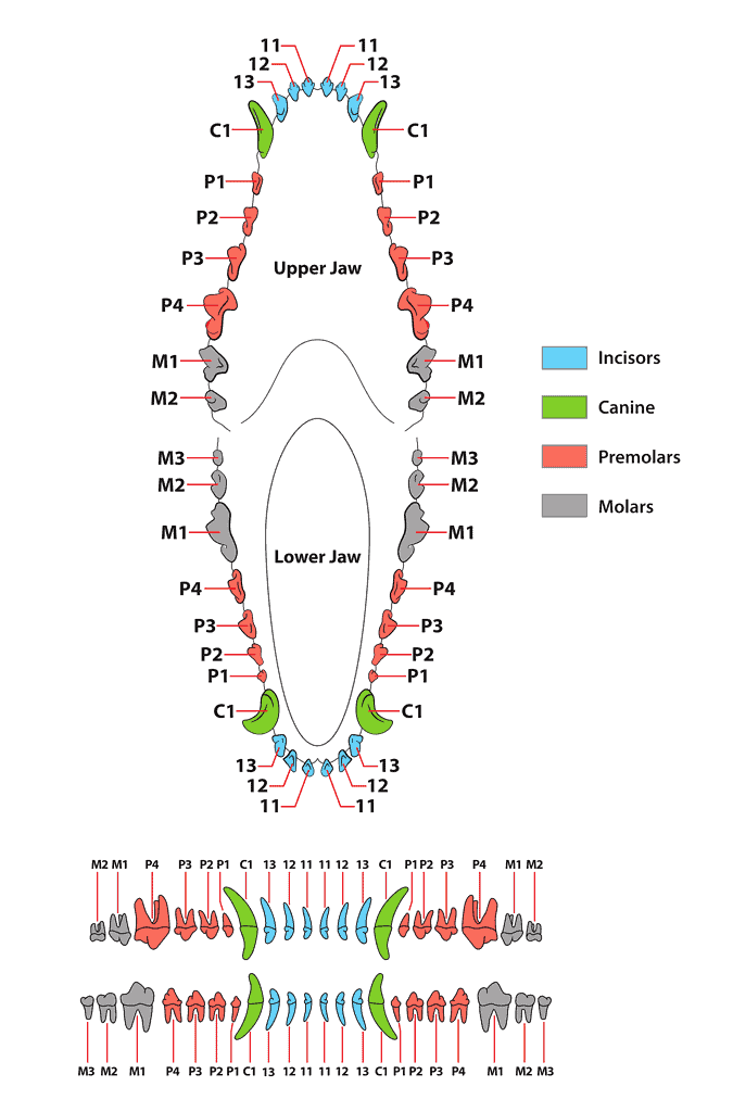 Canine Dental Chart Decoding A Dog s Teeth