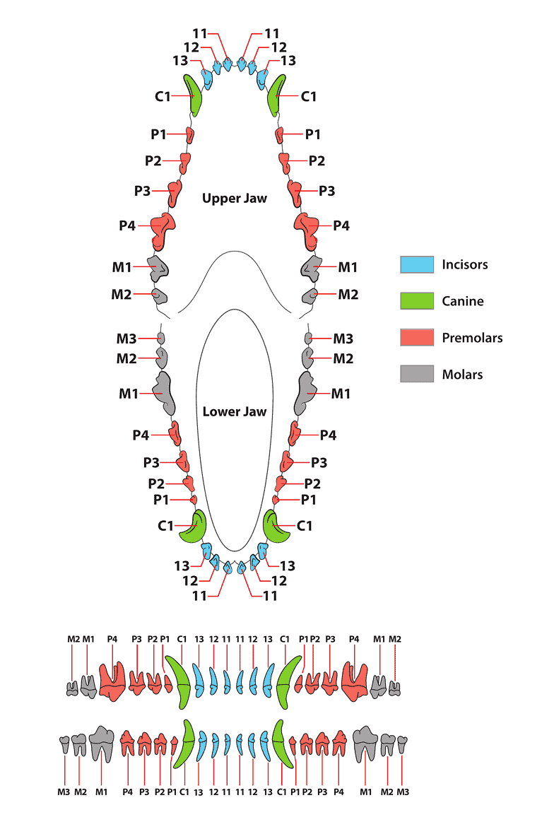 Canine Dental Chart: Decoding a Dog's Teeth