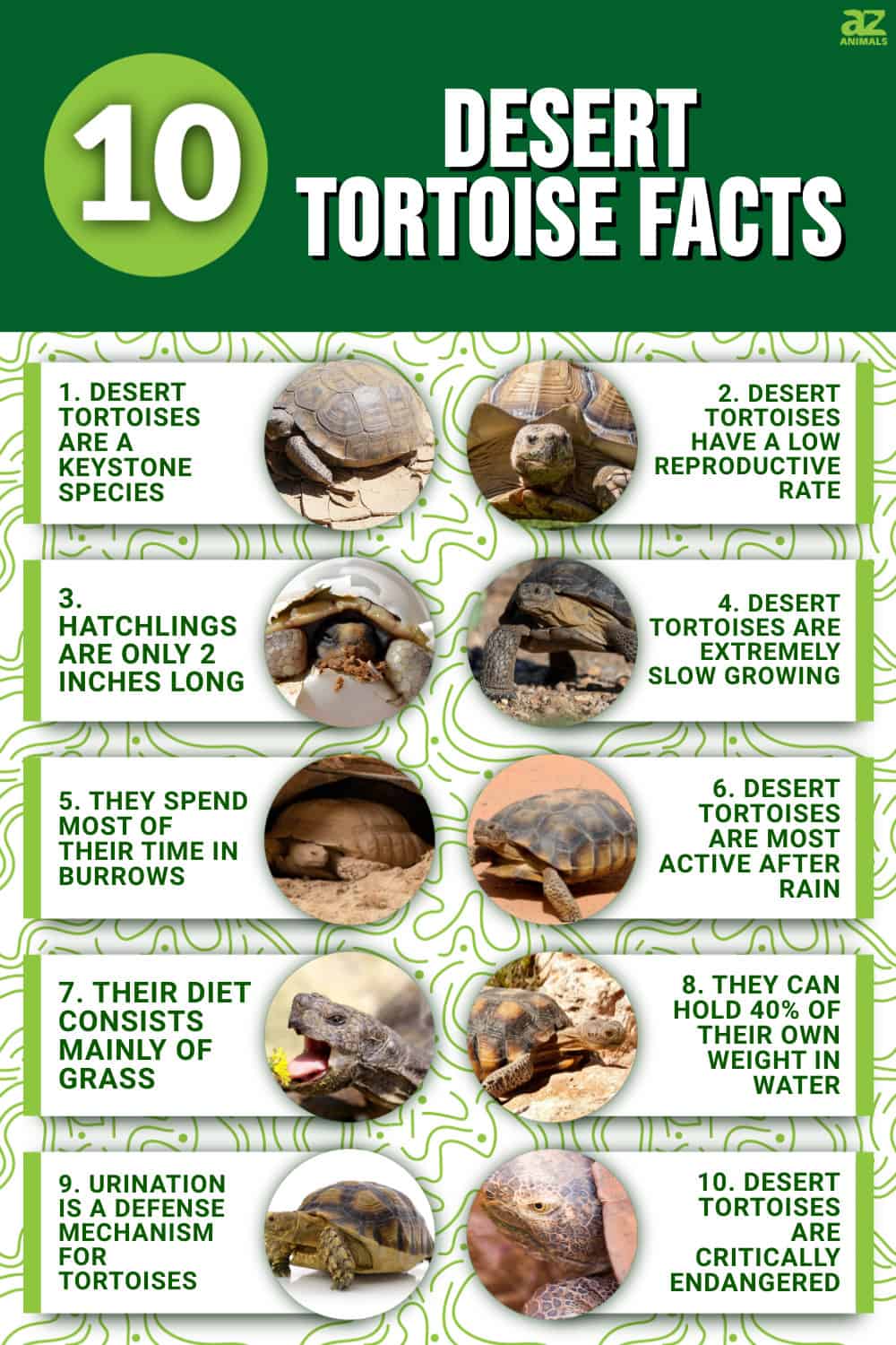 10 Incredible Desert Tortoise Facts - A-Z Animals