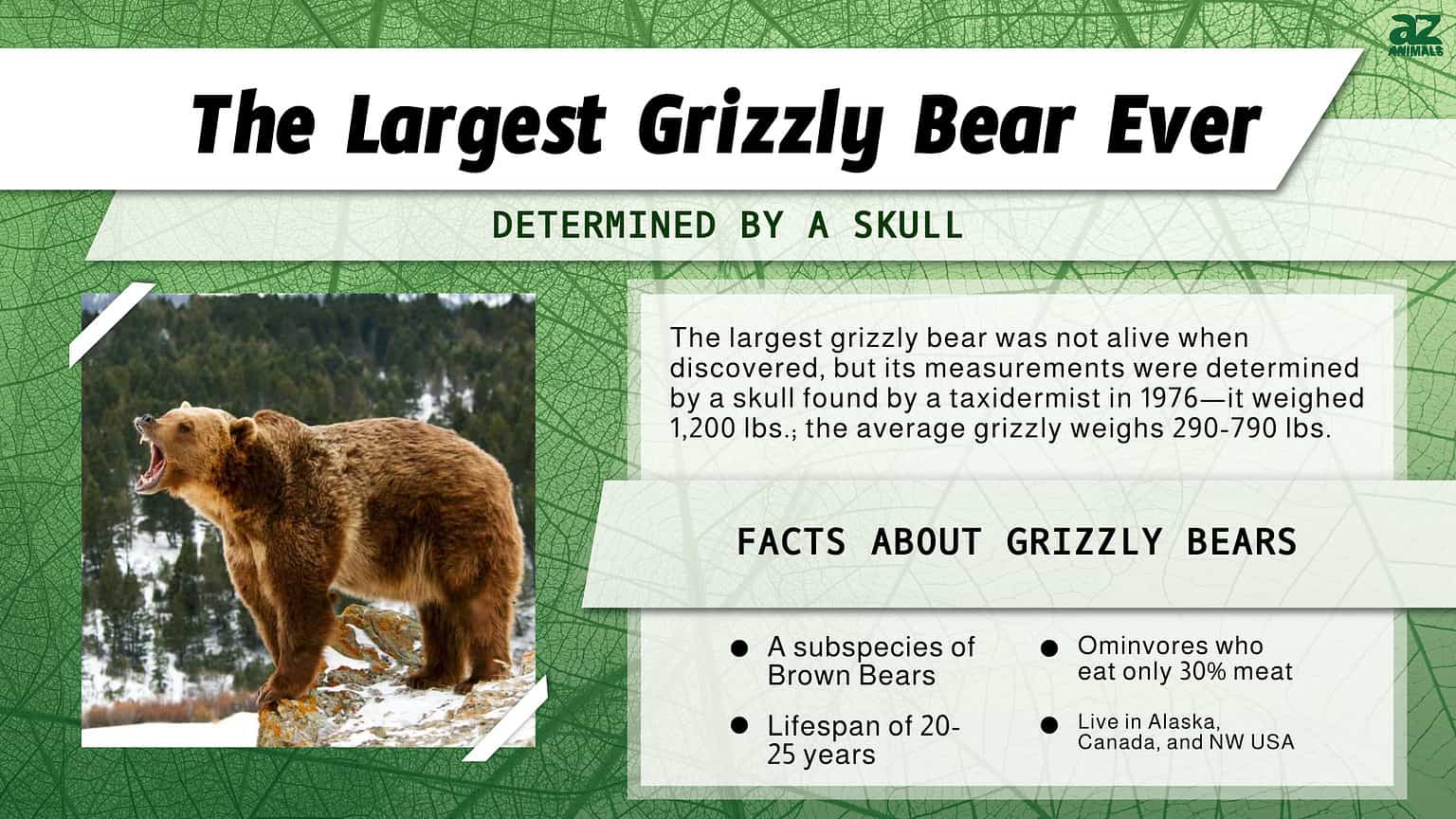 Discover the Largest Grizzly Bear Ever! - A-Z Animals