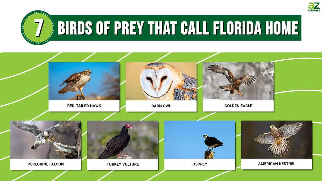 7 Birds of Prey That Call Florida Home