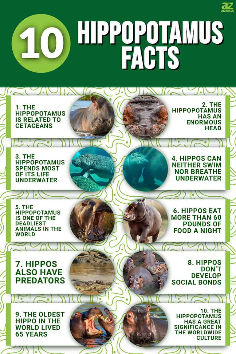 10 Incredible Hippopotamus Facts - A-Z Animals