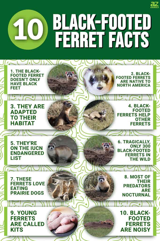 10+ Interesting Ferret Facts: All You Need to Know About Ferrets  