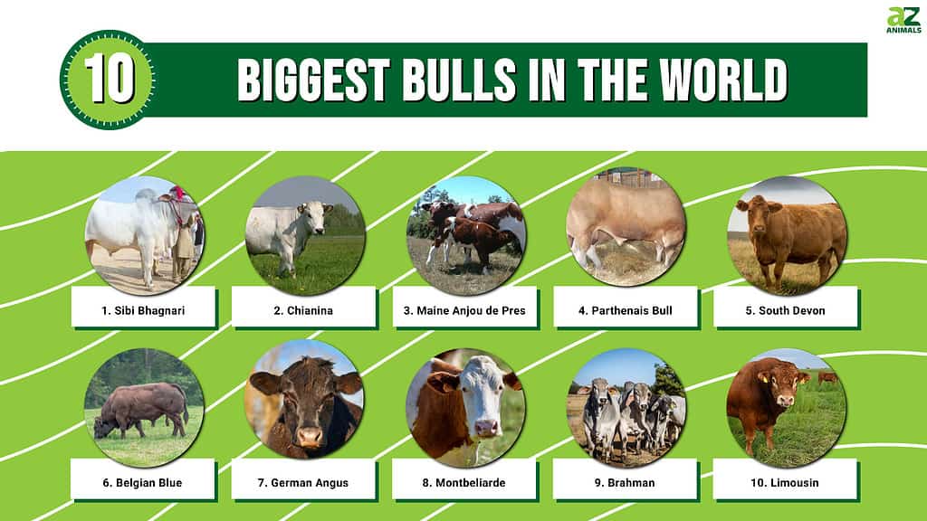 Infographic of 10 Biggest Bulls in the World