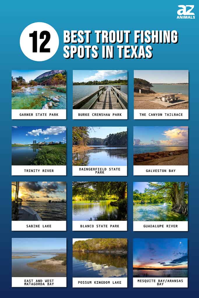 12 Best Trout Fishing Spots in Texas