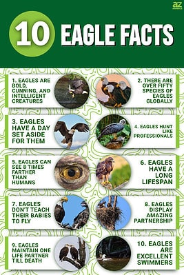 10 Essential Facts About Eagles - A-Z Animals