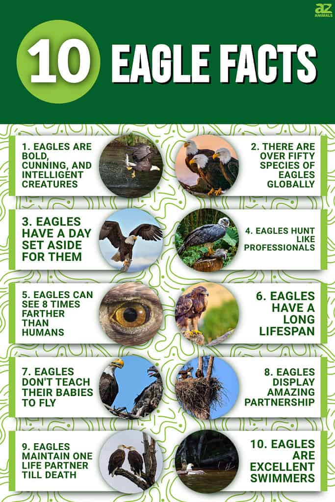 10 Eagle Facts