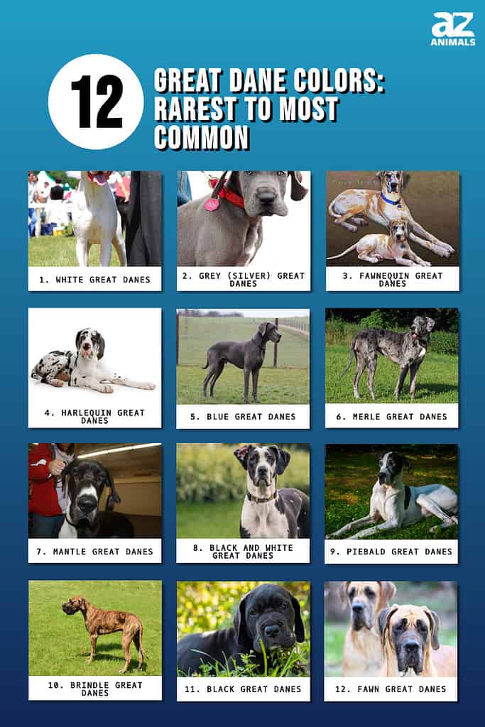 12 Great Dane Colors: Rarest to Most Common
