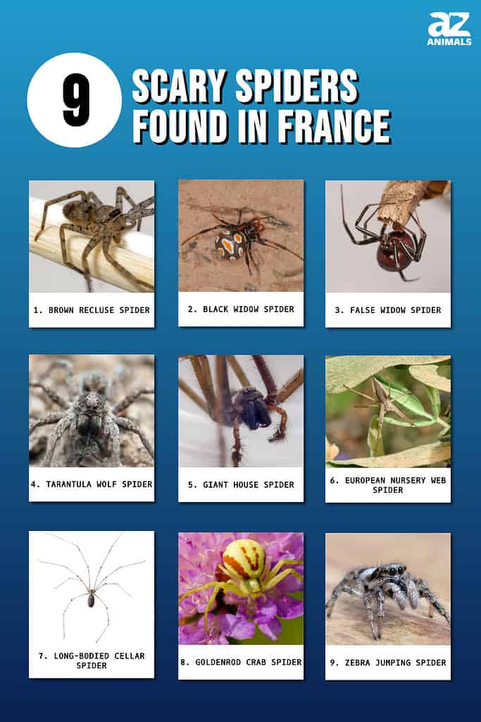 Infographic of 9 Scary Spiders Found in France