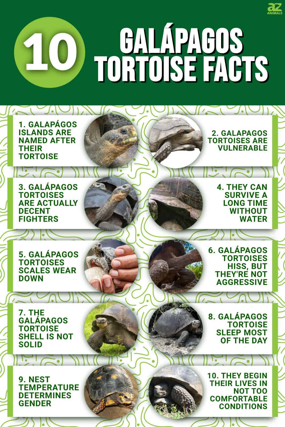 10 Incredible Galápagos Tortoise Facts - A-Z Animals