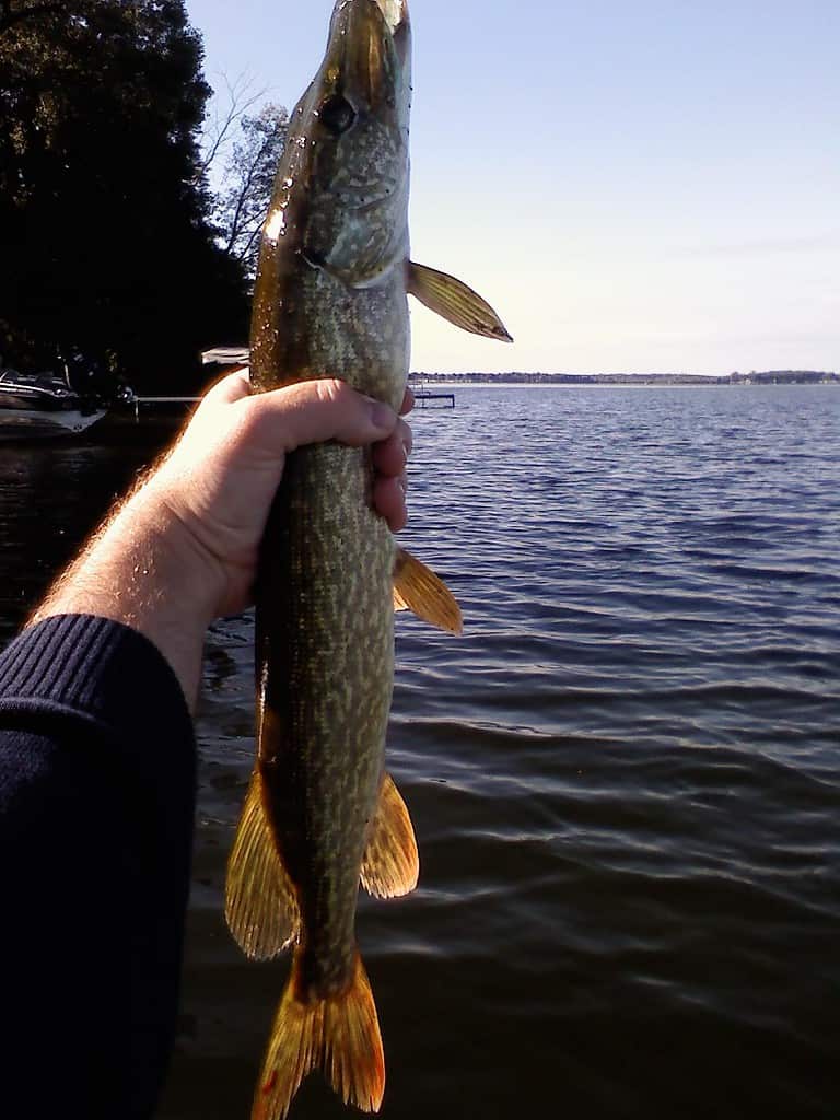 Northern Pike