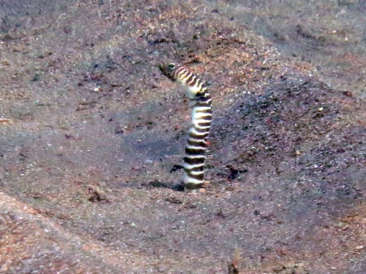 Zebra Garden Eel (Heteroconger polyzona)