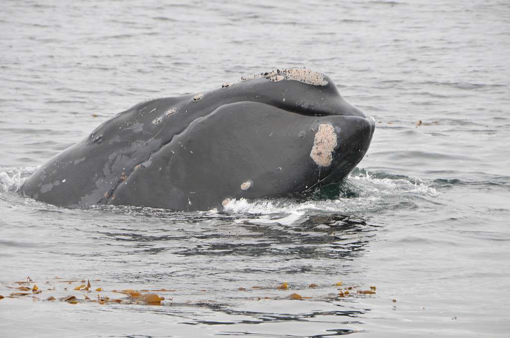 North Pacific Right Whale