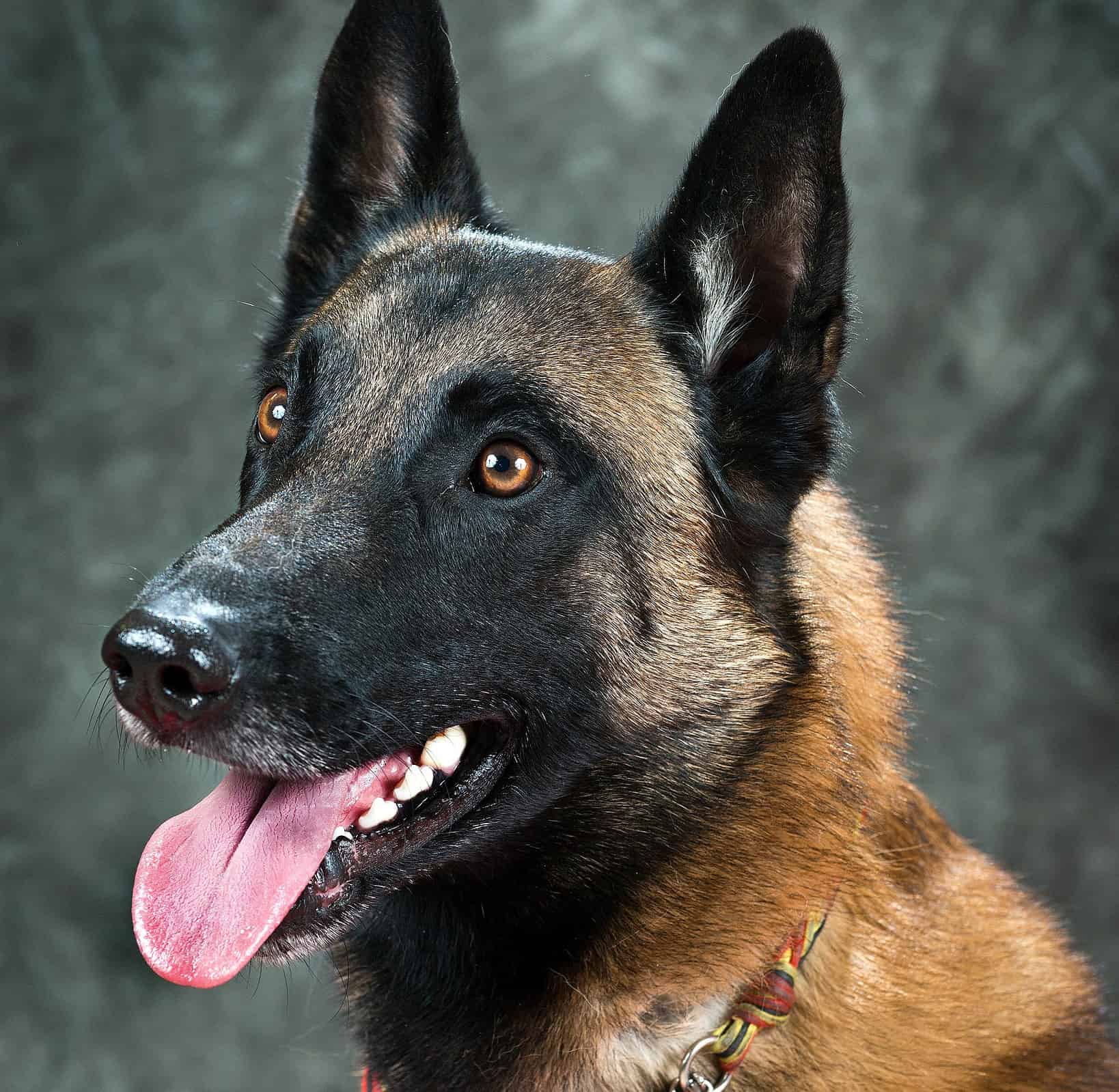 The Top 5 Reasons Belgian Malinois Are the Perfect Guard Dog - A-Z Animals