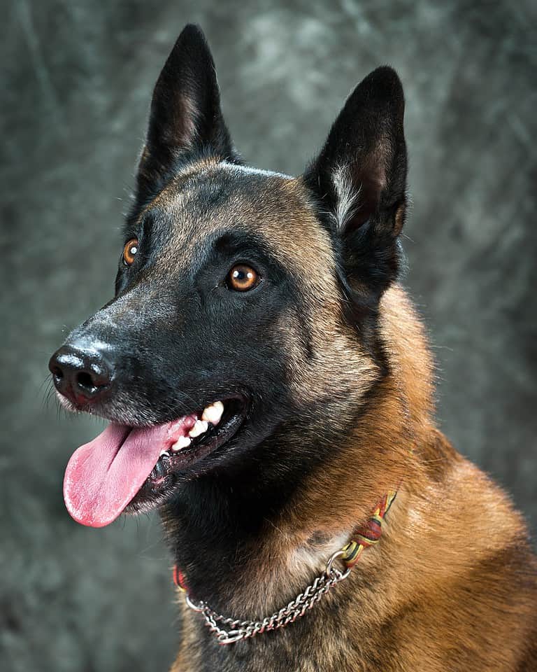 The Top 5 Reasons Belgian Malinois Are the Perfect Guard Dog - A-Z Animals