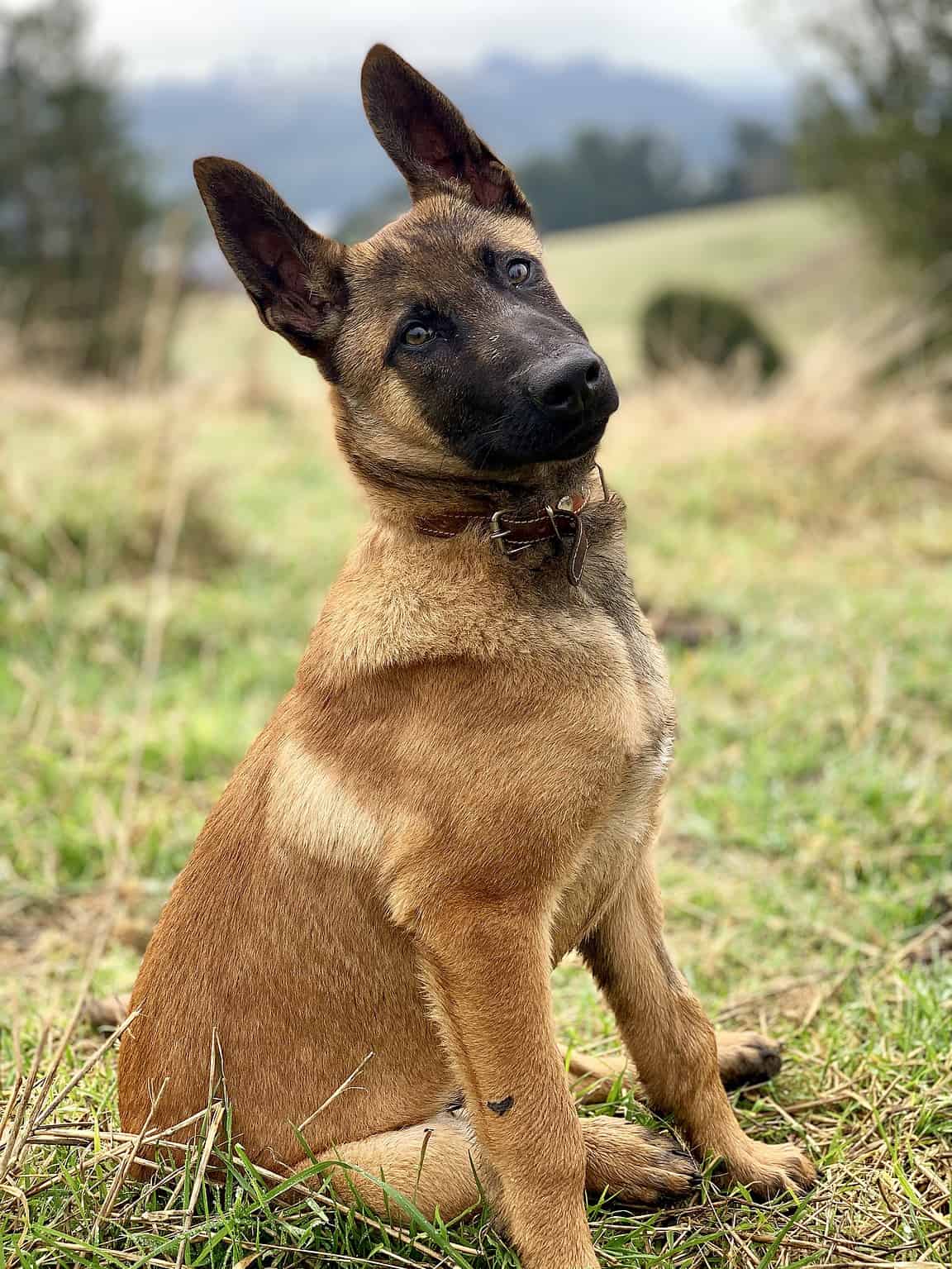 Belgian Malinois Size Growth Chart, Milestones, and What to Expect A