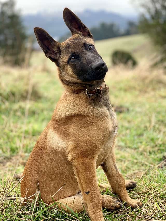 Belgian Malinois Size Growth Chart, Milestones, and What to Expect A