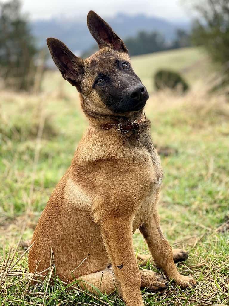 Belgian Malinois male puppy