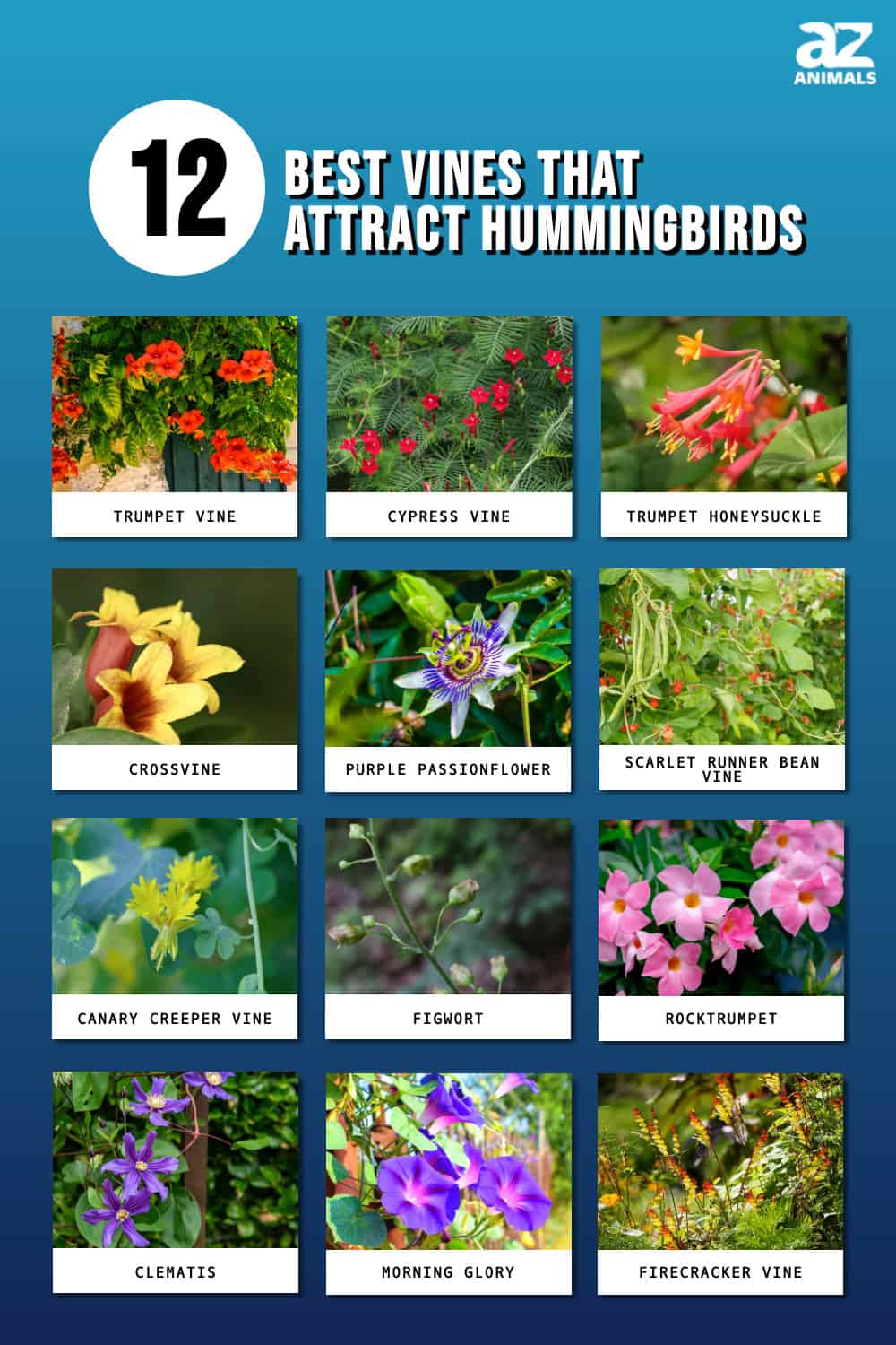 The Top 12 Best Vines That Attract Hummingbirds AZ Animals