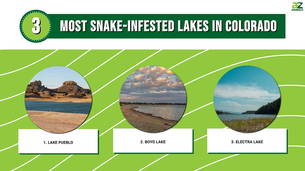3 Most Snake-Infested Lakes in Colorado